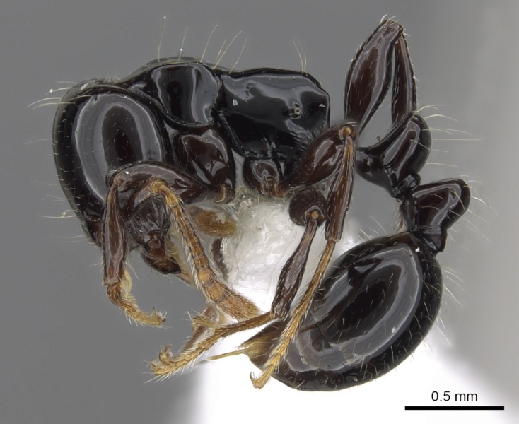 File:Monomorium albipes casent0902288 p 1 high.jpg