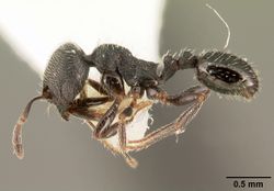 Oxyopomyrmex oculatus casent0101775 profile 1.jpg