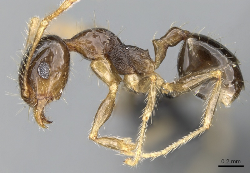 File:Pheidole megatron casent0281179 p 1 high.jpg