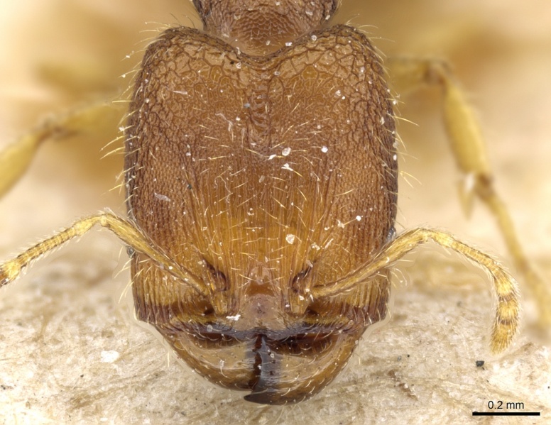 File:Pheidole simoni casent0904263 h 1 high.jpg