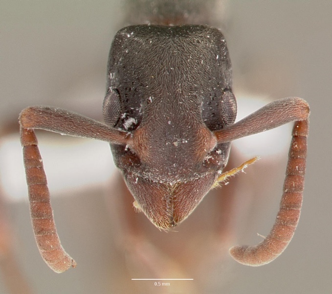 File:Platythyrea punctata casent0003323 head 1.jpg