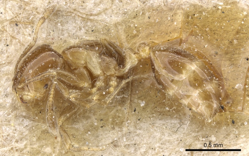 File:Solenopsis latastei casent0904631 p 1 high.jpg