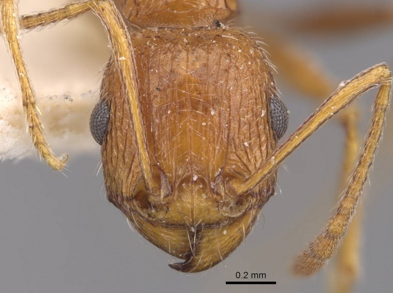 File:Tetramorium petersi casent0909152 h 1 high.jpg