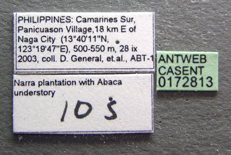 File:Amblyopone luzonica casent0172813 label 1.jpg