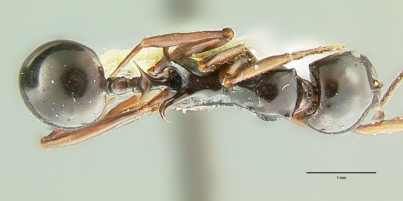 File:Ancyridris polyrhachioides had.jpg