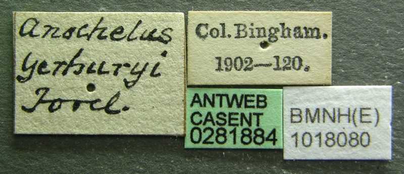 File:Anochetus yerburyi casent0281884 l 1 high.jpg