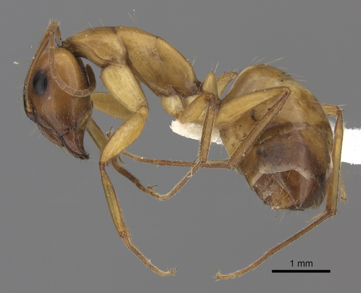 File:Camponotus havilandi casent0170547 p 1 high.jpg