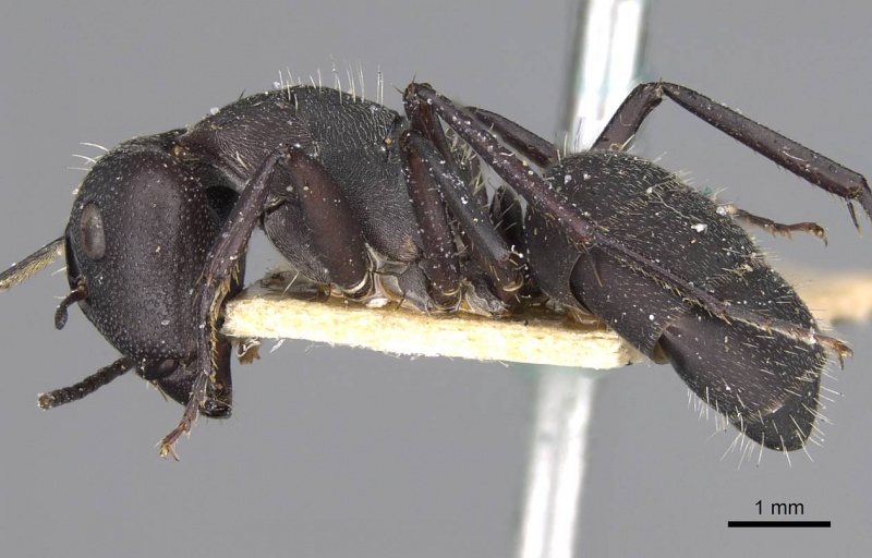 File:Camponotus radiatus casent0906952 p 1 high.jpg