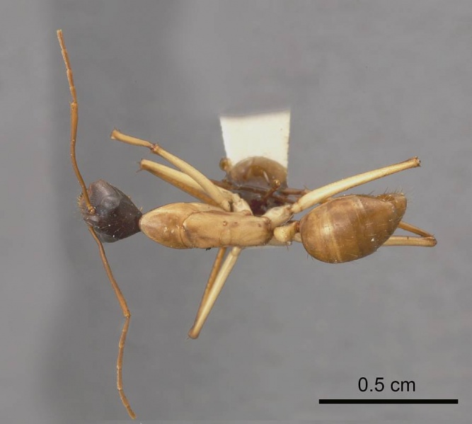 File:Camponotus tricoloratus antweb1008151 d 1 high.jpg