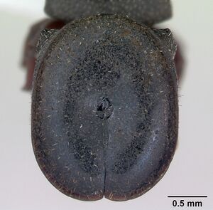 Cephalotes pellans casent0173698 head 1.jpg