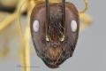 MCZ Camponotus Cam sp4 hef2 5.jpg