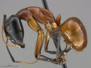 Mcz-ent00669120 Camponotus ocreatus hal.jpg