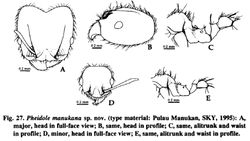 Pheidole manukana.jpg