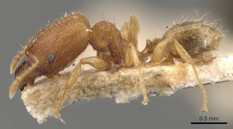 File:Pheidole parva casent0907993 p 1 high.jpg