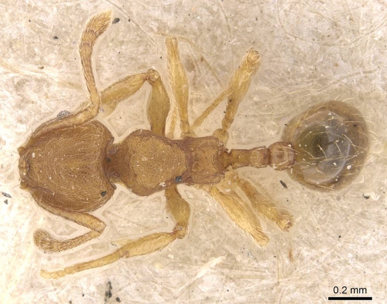 File:Pheidole termitobia casent0908297 d 1 high.jpg