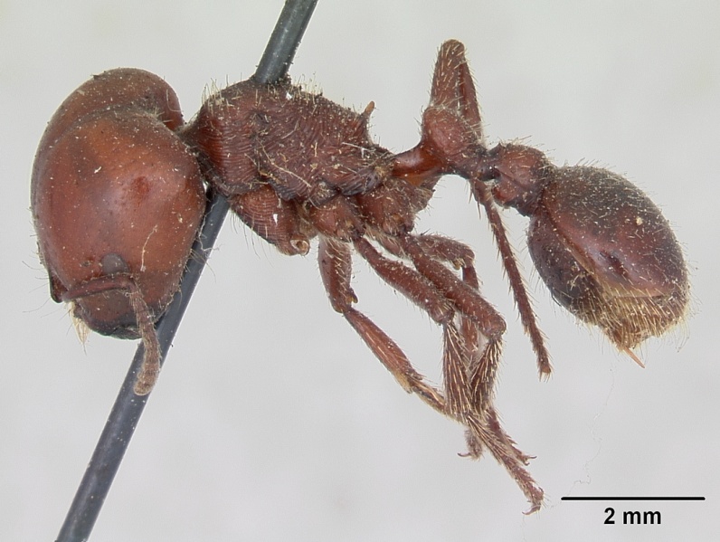 File:Pogonomyrmex coarctatus casent0173362 profile 1.jpg