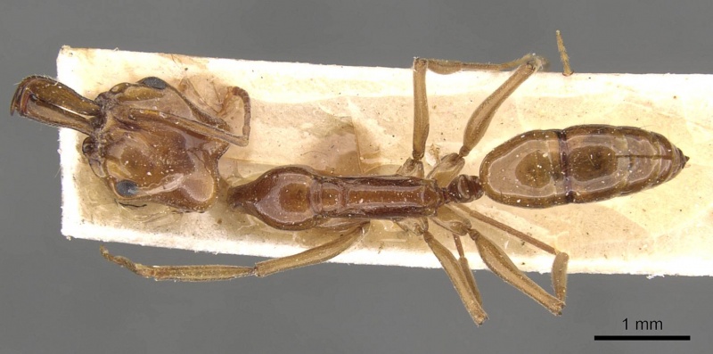 File:Anochetus rothschildi casent0907412 d 1 high.jpg