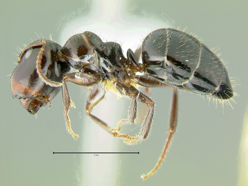 File:Camponotus-vitreusLMa2.jpg