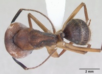 Camponotus borellii casent0173397 dorsal 1.jpg