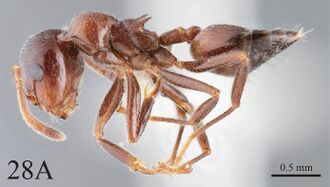 Crematogaster daisyi F28a.jpg