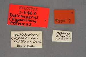 Dolichoderus reflexus T11462 holotype female labels (Mus. Vic.).jpg