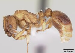 Myrmica pinetorum casent0104883 profile 1.jpg