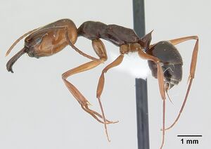 Odontomachus ruginodis iccdrs0013038 profile 1.jpg