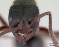 Phrynoponera gabonensis casent0178229 head 1.jpg