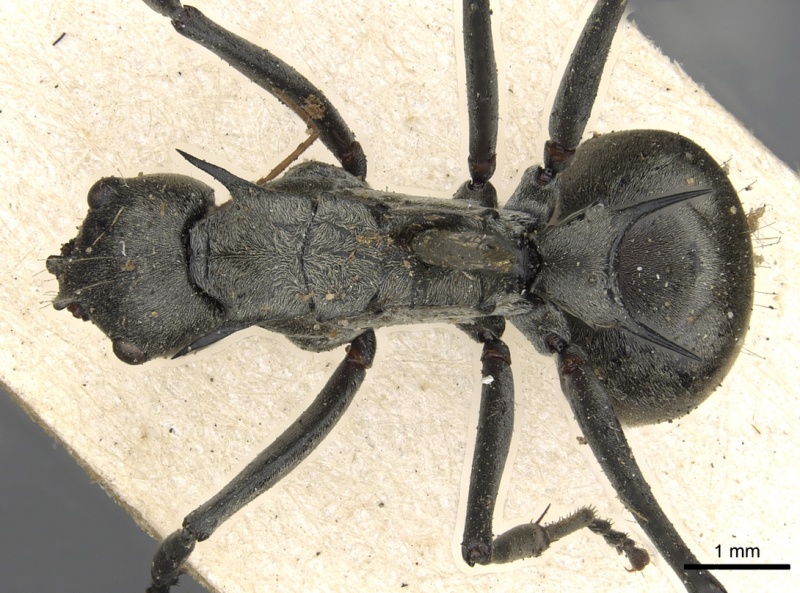 File:Polyrhachis olena casent0901863 d 1 high.jpg