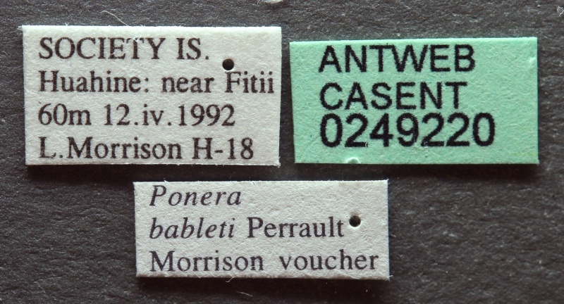 File:Ponera bableti L casent0249220.jpg