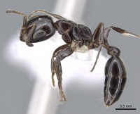 Pseudomyrmex hesperius casent0902908 p 1 high.jpg