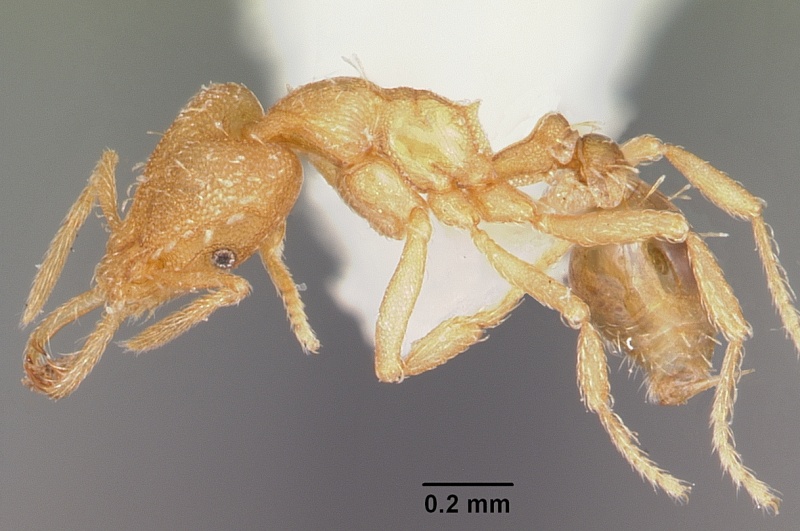 File:Strumigenys dyshaula casent0102647 profile 1.jpg