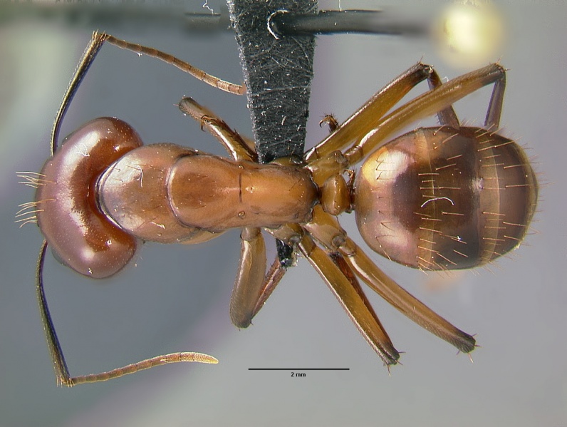 File:Camponotus-castaneus-antwiki03.jpg