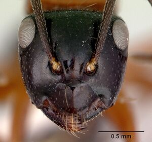 Camponotus armstrongi casent0172151 head 1.jpg