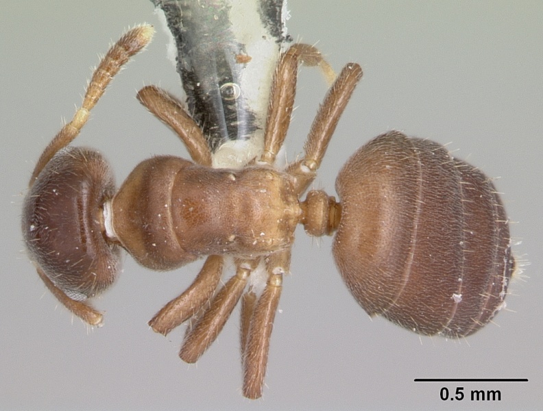 File:Cladomyrma nudidorsalis casent0173892 dorsal 1.jpg