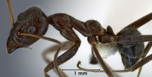 Iridomyrmex mayri side view