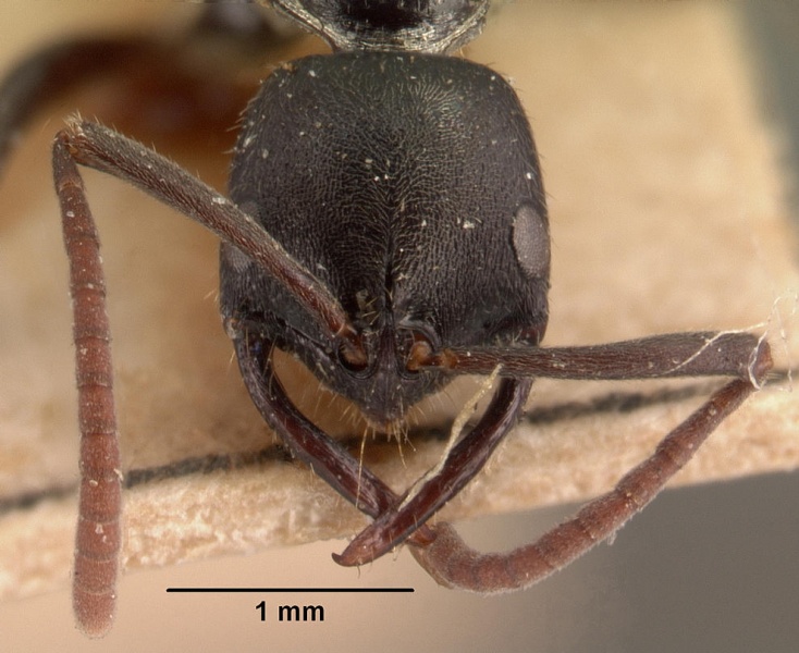 File:Leptogenys voeltzkowi casent0101398 head 1.jpg