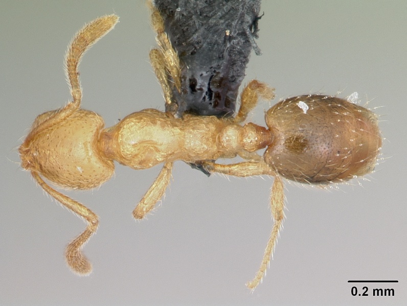 File:Monomorium sechellense casent0060362 dorsal 1.jpg