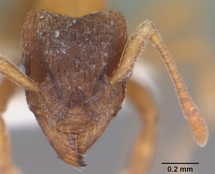 File:Mycetosoritis hartmanni casent0003200 head 1.jpg