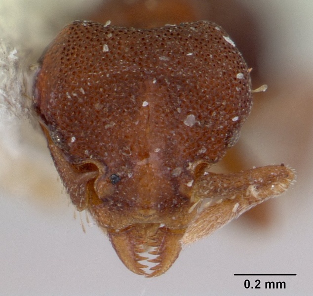 File:Octostruma rugifera casent0178666 head 1.jpg