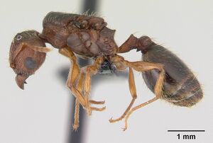 Pheidole megatron casent0147219 p 1 high.jpg